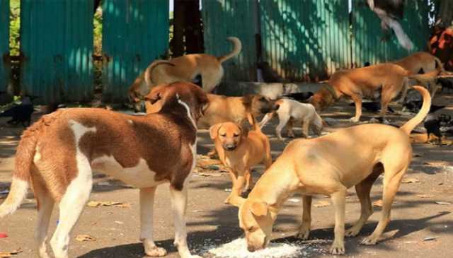 آوارہ کتوں کے خاتمےکے خلاف کیس میں سی ڈی اے اور میونسپل کارپوریشن کی رپورٹ جمع