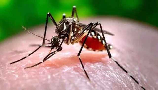 موسم بدلتے ہی ملک میں ڈینگی کے کیسز میں اضافہ