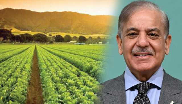 زرعی شعبہ ملکی معیشت میں ریڑھ کی ہڈی ہے، وزیرِ اعظم