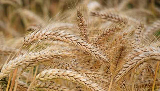 وفاقی حکومت نے گندم کی امدادی قیمت کا اعلان کر کےپیپلزپارٹی کا اعتماد بحال کر دیا