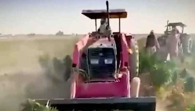 بلوچستان میں 600 ایکڑ پر کاشت غیر قانونی بھنگ کی فصل تلف