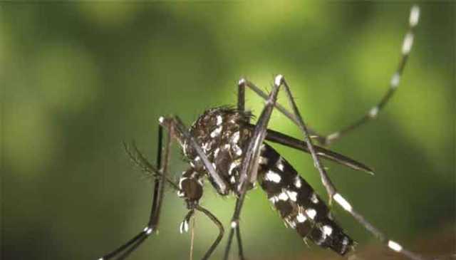 سندھ ،ڈینگی سے 21 ہلاکتیں،متاثرین کی تعداد ساڑھے 9ہزارتک پہنچ گئی