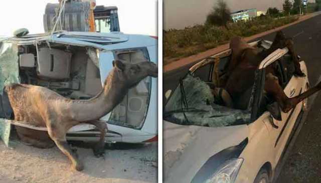 راجستھان میں اونٹ گاڑی کی چھت توڑ کر اندر پھنس گیا
