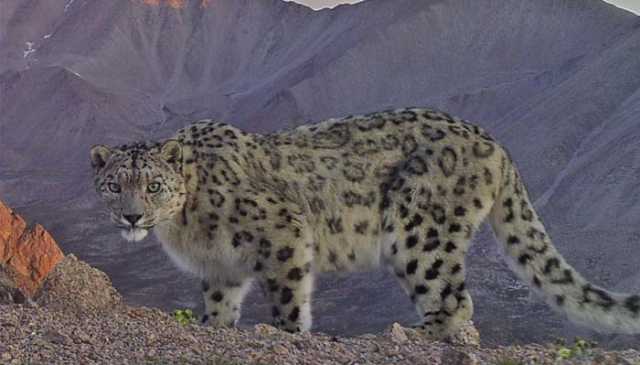 چترال کی لوٹ کوہ ویلی میں نایاب برفانی چیتا دیکھا گیا