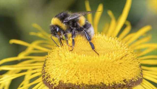 مکھیوں میں وقت کا احساس رکھنے کی صلاحیت کا انکشاف، ٹائم کیسے دیکھتی ہیں؟