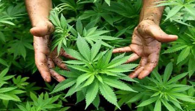 قلعہ سیف اللہ میں بھنگ کے کاشت کاروں کے خلاف گھیرا تنگ، ملزم زمینداروں کی فہرست تیار