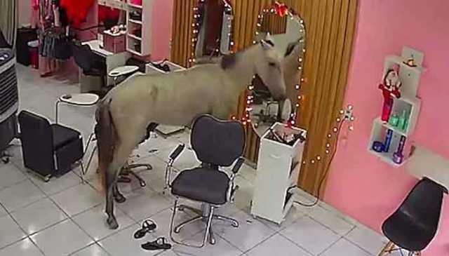 برازیل: مفرور گھوڑی بیوٹی سیلون میں جا گھسی، خواتین میں بھگدڑ مچ گئی