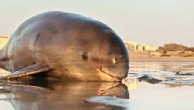 بلوچستان: اسپنر اور ہمپ بیک ڈولفن پراسرار طور پر مردہ پائی گئیں