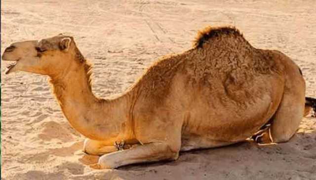 چولستان،اونٹوں میں پاسٹوریلا ملٹوسیڈا نامی وائرس کی تصدیق، فرانزک رپورٹ