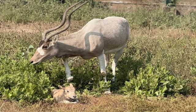 لاہور سفاری پارک: اڈیکس اور عربین اوریکس ہرنوں کے ہاں بچوں کی پیدائش