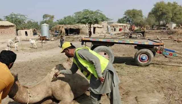 جنوبی پنجاب، وبائی فلواوربخار سے 10 قیمتی اونٹوں ہلاک،1ہزاروں متاثر، محکمہ لائیوسٹاک