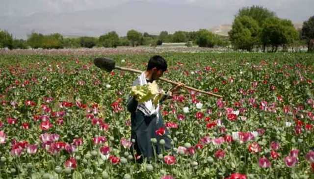 افیون پیداوار ، افغانستان آج بھی سب سے بڑا مرکز ہے، اقوام متحدہ