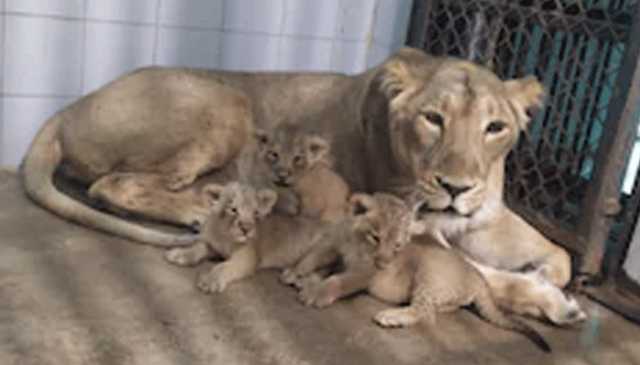 کراچی چڑیا گھر میں شیرنی نے تین بچوں کو جنم دیا