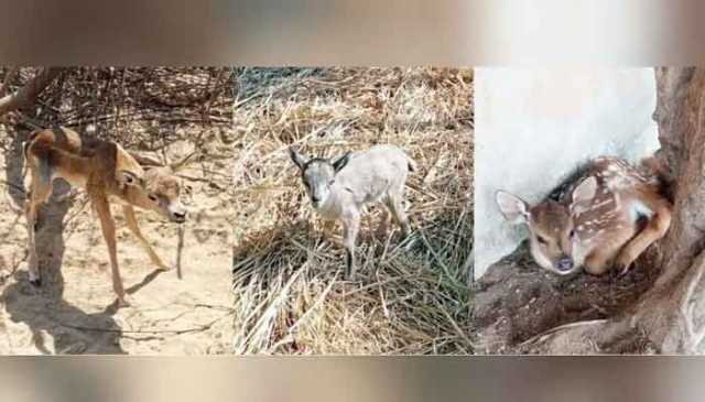 کراچی: سفاری پارک میں مختلف اقسام کے 15 جانوروں کی پیدائش