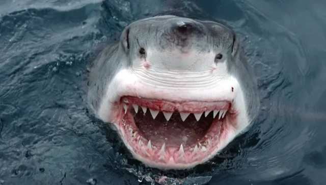 آسٹریلیا میں شارک کا خوفناک حملہ، خاتون جاں بحق اور ایک شخص شدید زخمی