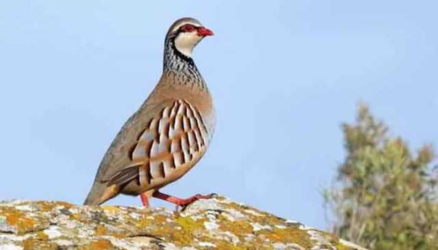 پنجاب وائلڈ لائف کا تیتر کے شکارکے سیزن کا اعلان ، نوٹیفکیشن جاری