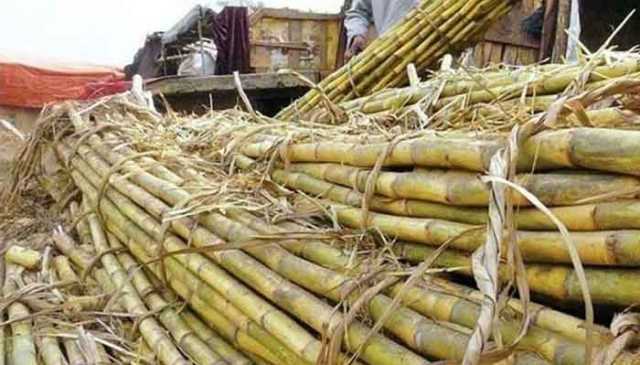 کرشنگ نہ کرنے والی ملوں کے خلاف آج سے ایکشن ہوگا: کین کمشنر پنجاب