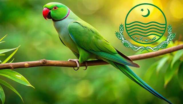 پنجاب میں پالتو طوطوں کی رجسٹریشن لازمی قرار