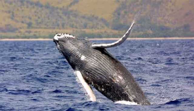 گوادر کے پانیوں میں معدومیت کی شکار ہمپ بیک وہیل کا مشاہدہ