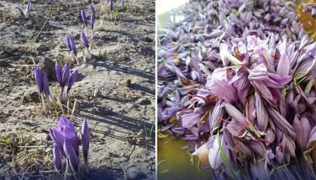 بلوچستان، زعفران کی کامیاب کاشت نے زرعی ترقی کی نئی راہیں کھول دیں