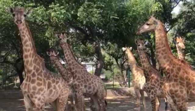 لاہور سفاری زو میں ایک زرافہ دم توڑ گیا