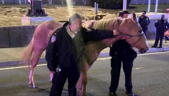 نیو یارک: اصطبل سے فرار گھوڑا جے ایف کینیڈی ایئرپورٹ تک پہنچ گیا، حکام کی دوڑیں لگ گئیں