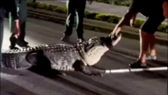 فلوریڈا میں 14 فٹ لمبا مگرمچھ شہری علاقے میں آگیا، ٹریفک جام