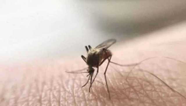 پاکستان میں ملیریا کے 31 لاکھ 55 ہزار مریض رپورٹ، عالمی ادارہ صحت