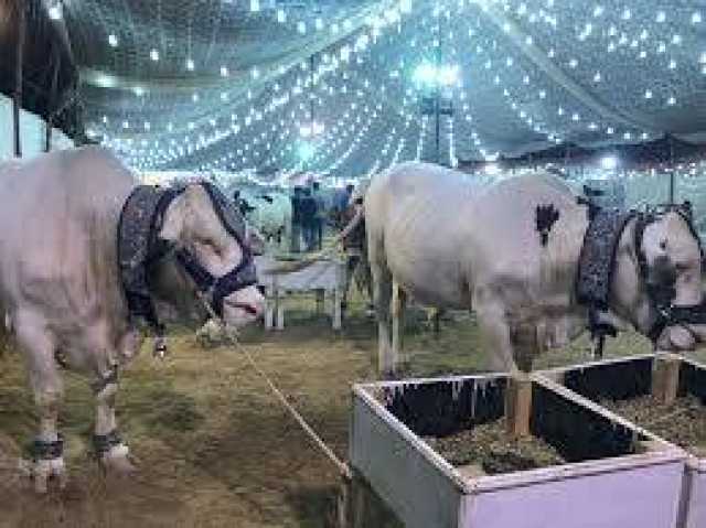 قربانی کیلئے زیادہ تعداد میں جانور لینے چاہئیں یا بہت قیمتی جانور ؟ کیا افضل ہے؟