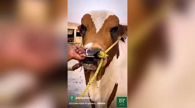 عیدالاضحیٰ کا پہلا دن مذہبی جوش و جذبے سے منایا گیا ، دوسرے دن بھی قربانی جاری