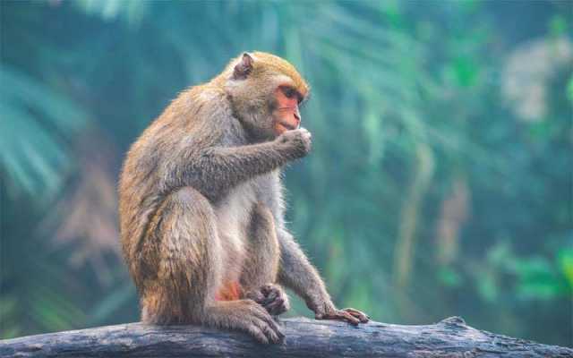 بھارت سے آیا بندر انتظامیہ کیلیے چیلنج بن گیا، علاقہ ڈونگہ بونگہ میں ہلچل مچ گئی