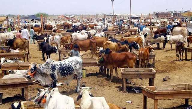 عید قرباں پر راولپنڈی کے کن مقامات پر مویشی منڈیاں لگیں گی، تفصیلات سب نیوز پر