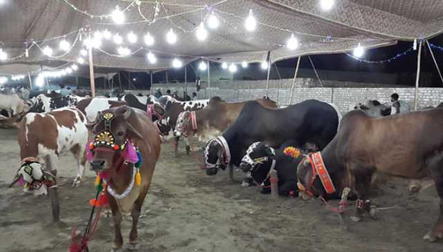 عید الاضحی پر اسلام آباد میں 6مویشی منڈیاں قائم کرنے کی منظوری،نوٹیفکیشن جاری