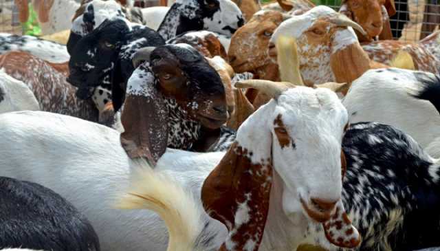 اسلام آباد میں عیدالاضحی کی مویشی منڈیوں سے 135.89 ملین روپے کی ریکارڈ آمدن