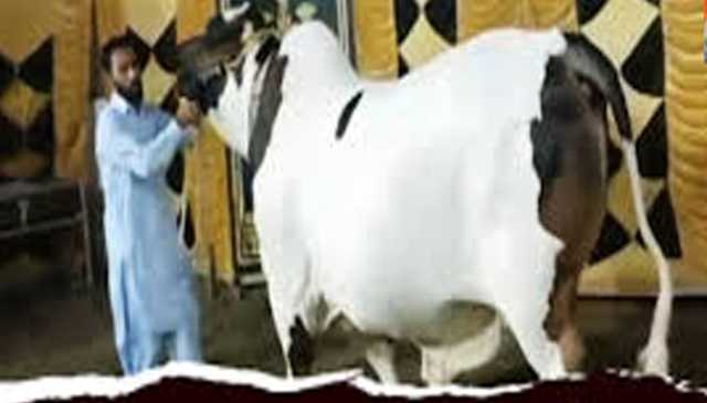 حیدرآباد میں 40من وزنی بیل جے ایف 17 تھنڈر کے چرچے، 50لاکھ میں فروخت