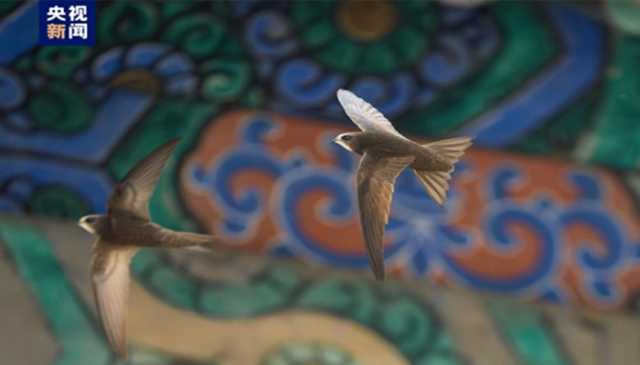اور ابابیل واپس آ گئے