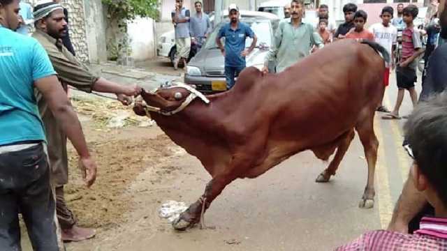 عید پر پاکستان بھر میں کتنے جانور پربان کیے گئے؟ٹینریز ایسوسی ایشن نے تفصیلات جاری کر دیں