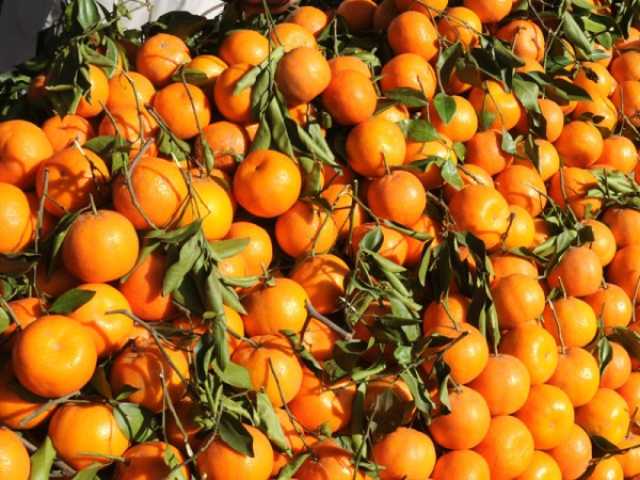 چھ ماہ میں 31 ملین ڈالر کے کینو ایکسپورٹ، سب سے زیادہ افغانستان کو بھیجے گئے