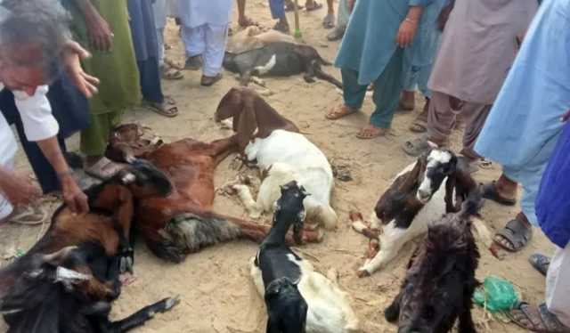 بھارتی فوج کی درندگی کی انتہا ، تھر میں سرحدپارکرنے پر 8بکریاں ہلاک، 54کی ٹانگیں توڑدیں