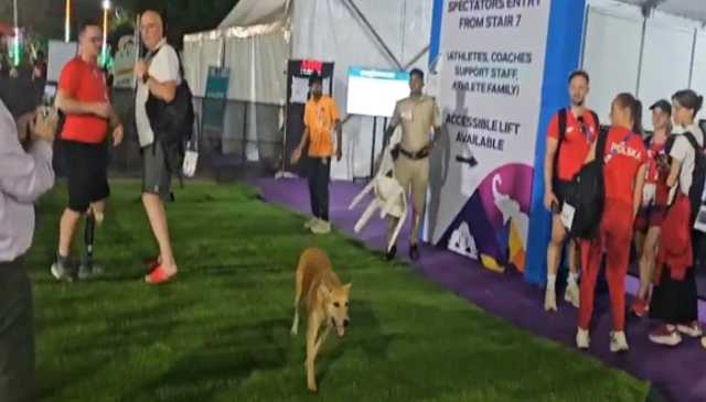 بھارتی دارالحکومت دہلی کے اسٹیڈیم میں آوارہ کتوں کا راج، دو مہمان کوچز کو کاٹ لیا