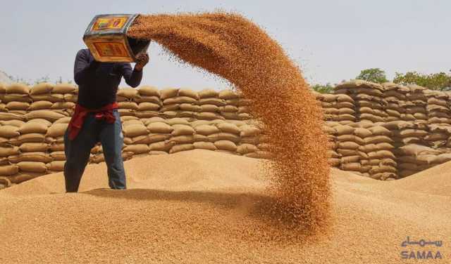 پنجاب میں گندم خریداری کیلئے قیمت 3 ہزار 500 روپے فی من مقرر