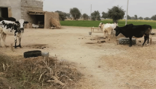 راولپنڈی میں چور ایک درجن گائے اور 4بچھڑے چرا کرفرار