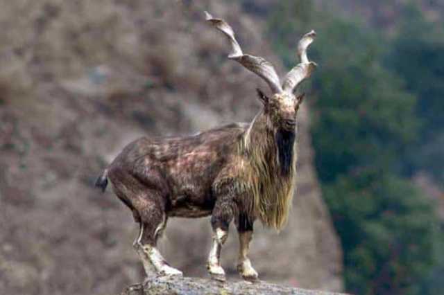 پاکستان کے قومی جانور مارخور کے شکار کا پرمٹ ریکارڈ 10 کروڑ روپے میں نیلام