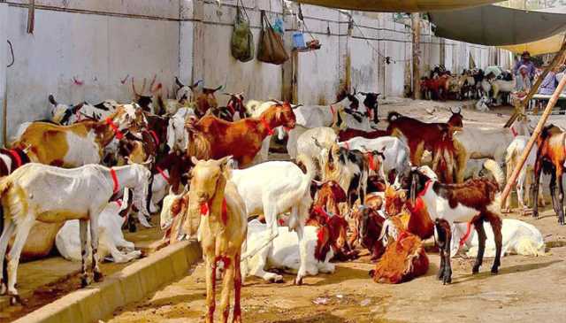 پاکستان میں عیدالاضحیٰ کب ہوگی؟ ماہرین فلکیات نے متوقع تاریخ بتادی