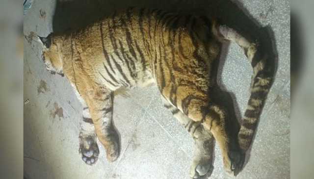 بہاولپور چڑیا گھر میں بنگال ٹائیگر طبعی عمر پوری کر کے مرگیا