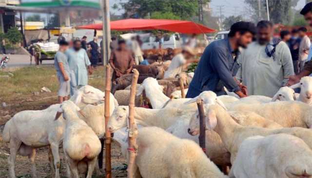 کراچی میں غیر قانونی مویشی منڈیوں اور سڑک کنارے جانوروں کی خرید و فرخت پر پابندی عائد