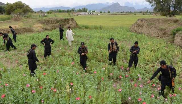 کے پی: غیرقانونی طور پر کاشت کی گئی افیون کی فصل تلف کر دی گئی