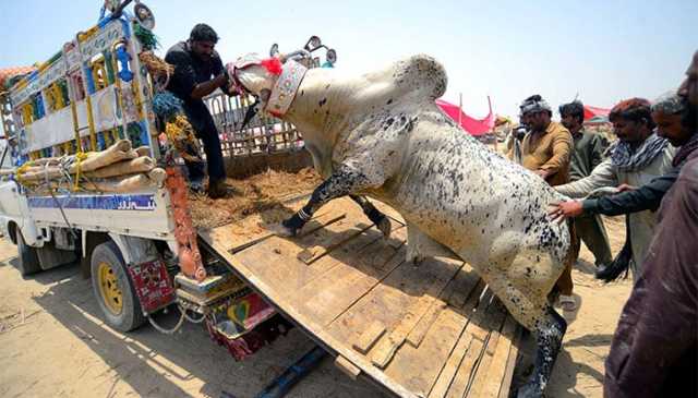 کراچی میں قربانی کے جانور چھیننے والے گینگ کے 3 ملزمان گرفتار