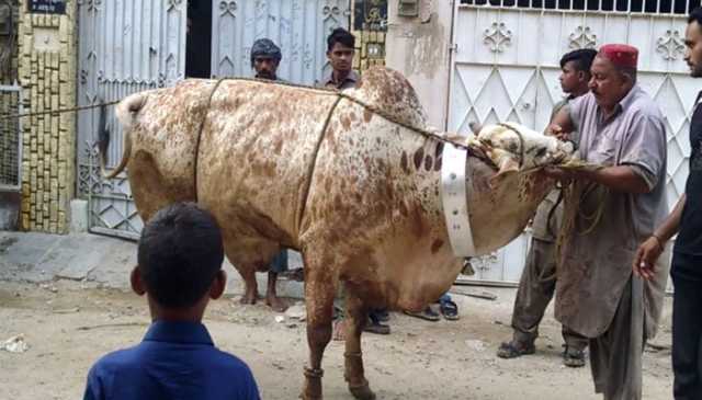 عیدالاضحیٰ کے دوسرے دن بھی جانوروں کی قربانی جاری
