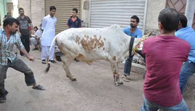 پاکستان میں عیدالاضحیٰ پر قربان کیے گئے جانوروں کی تعداد سامنے آگئی